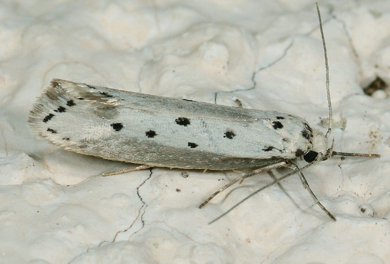 4 Elachistidae - Ethmia terminella